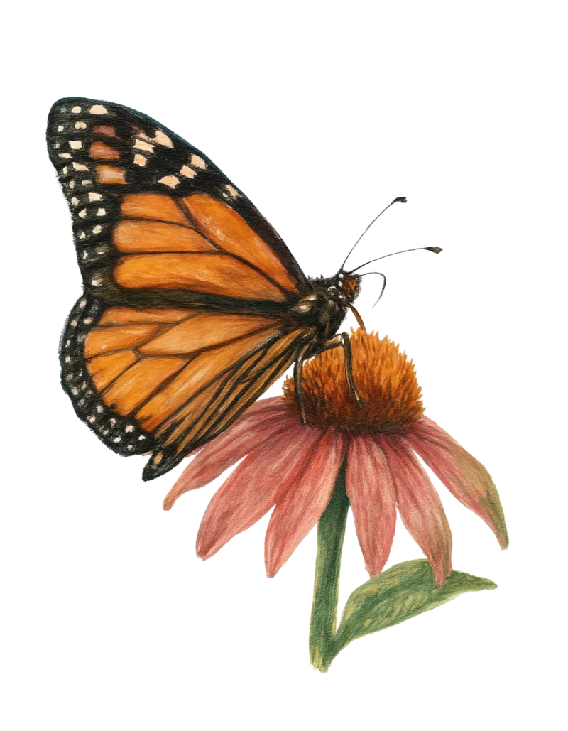 Motiv Krafttier Schmetterling
